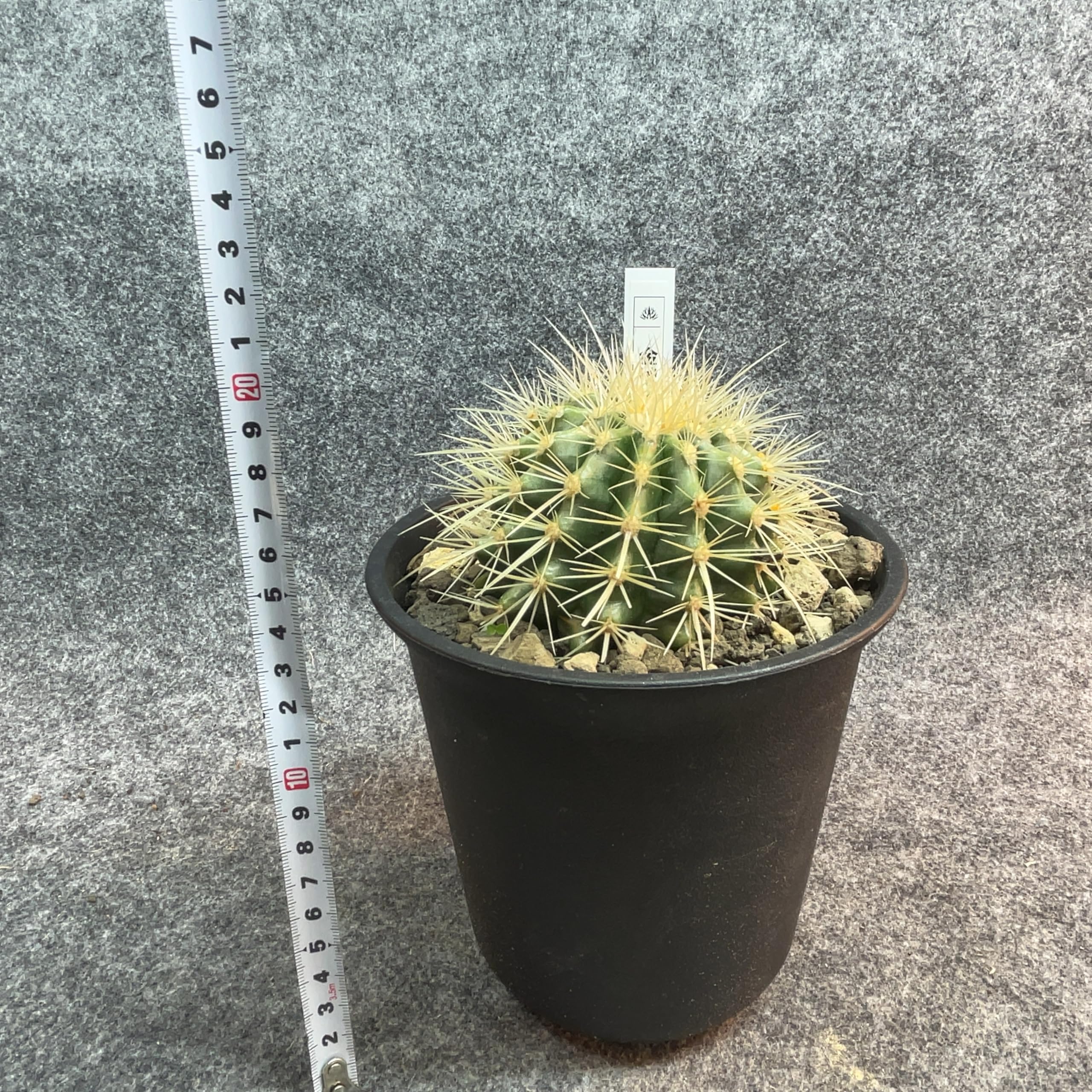 現品】サボテンの王様!金色サボテン / 金鯱(キンシャチ) 12号 現品】サボテンの王様!金色サボテン / 金鯱(キンシャチ) 12号